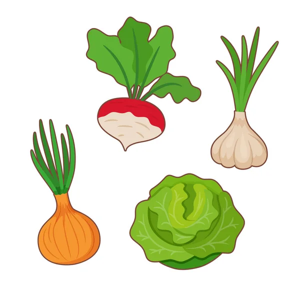 Κρεμμύδι, λάχανο, σκόρδο, ραπανάκι — Διανυσματικό Αρχείο