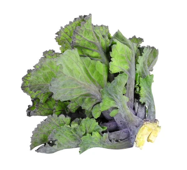 Floret Kalet Tunggal Hibrida Dari Kale Dan Brussels Tumbuh Terisolasi — Stok Foto