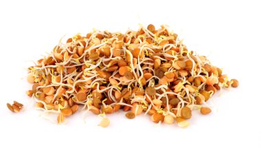 Salata ve heyecan kızartma yemek için iki gün eski çimlenme mercimek