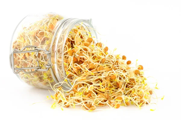 Fresh Sprouting Brown Lentils Glass Storage Jar — Stock Photo, Image