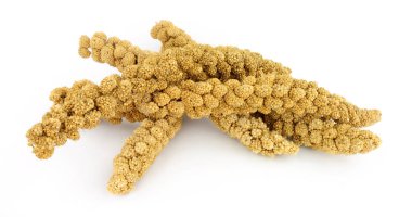 Evde beslenen hayvan kafes kuşları beslemek için tilki kuyruğu darı grup spreyler