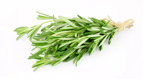 Sekelompok Segar Rosemary Herbal Batang — Stok Foto