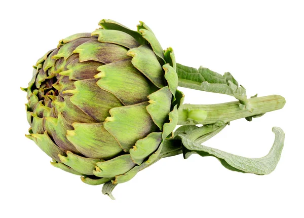 Boule Verte Fraîche Artichaut Isolé Sur Fond Blanc — Photo