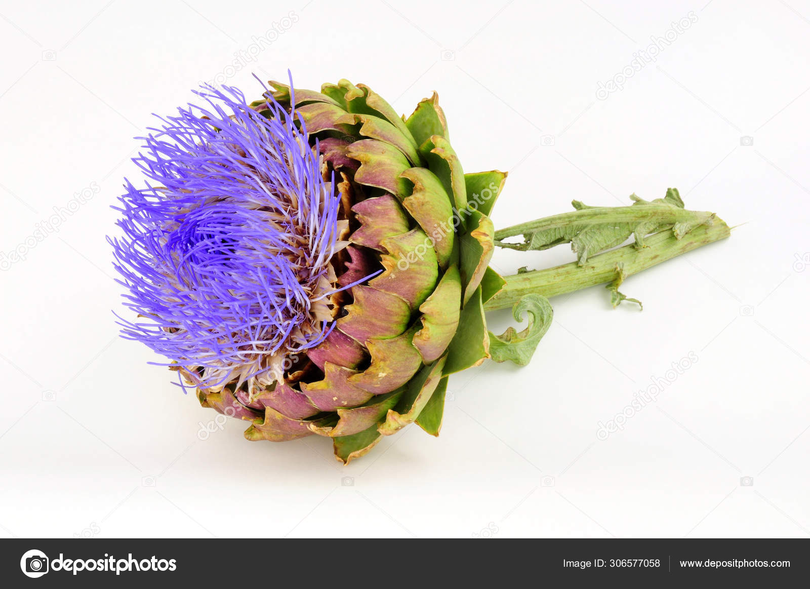 Flowering Globe Artichoke Flower Also Known Green Artichoke French Artichoke Stock Photo By ©Philkinsey 306577058