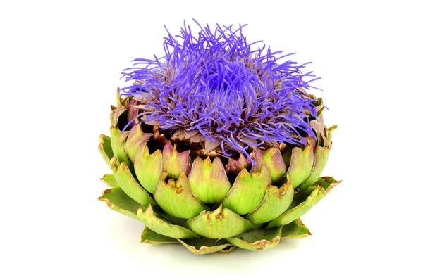 Floração Flor Alcachofra Globo Também Conhecido Como Alcachofra Verde Alcachofra — Fotografia de Stock