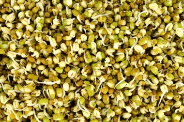 Mung fasulyesinin filizlenmesi, yeşil gram ve maash olarak da bilinir.