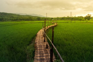 Yeşil pirinç plantasyon Nan ili, Kuzey Tayland ortasında bambu yapılmış geleneksel ahşap köprü
