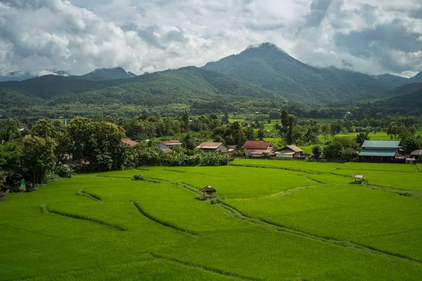 Piantagione Riso Verde Nella Provincia Nan Thailandia Del Nord — Foto Stock