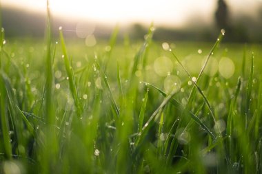 Yeşil pirinç plantasyon Nan ili, Kuzey Tayland ortasında çekim kapatın