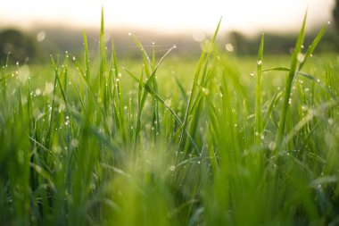 Yeşil pirinç plantasyon Nan ili, Kuzey Tayland ortasında çekim kapatın
