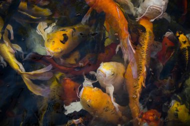 Renkli Koi balık (nishikigoi) veya fantezi sazan koi pond, Tayland Yüzme