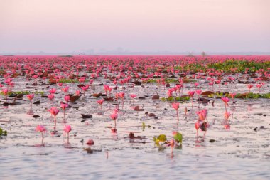 Kırmızı lotus deniz Udonthani, Tayland kuzeydoğu bölgesinde yer alan il en ünlü cazibe olduğunu.