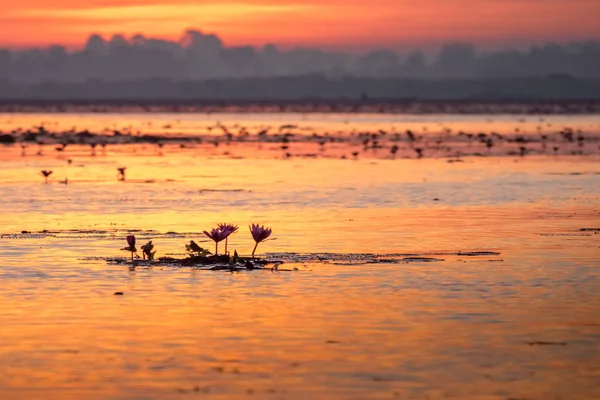 Kırmızı Lotus Deniz Udonthani Tayland Kuzeydoğu Bölgesinde Yer Alan Ünlü — Stok fotoğraf