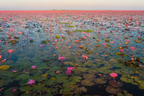 Червоний Лотос Море Найвідомішою Визначною Udonthani Провінція Розташований Північно Східному — стокове фото