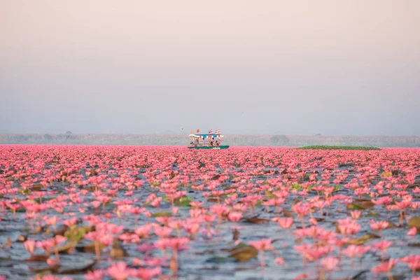 Kırmızı Lotus Deniz Udonthani Tayland Kuzeydoğu Bölgesinde Yer Alan Ünlü — Stok fotoğraf