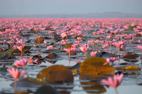 レッド ロータス海 ウドンタニ タイの北東部に位置する州の最も有名な魅力 — ストック写真