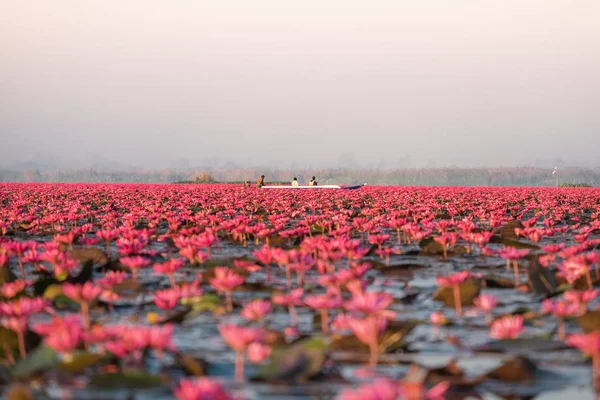 Kırmızı Lotus Deniz Udonthani Tayland Kuzeydoğu Bölgesinde Yer Alan Ünlü — Stok fotoğraf