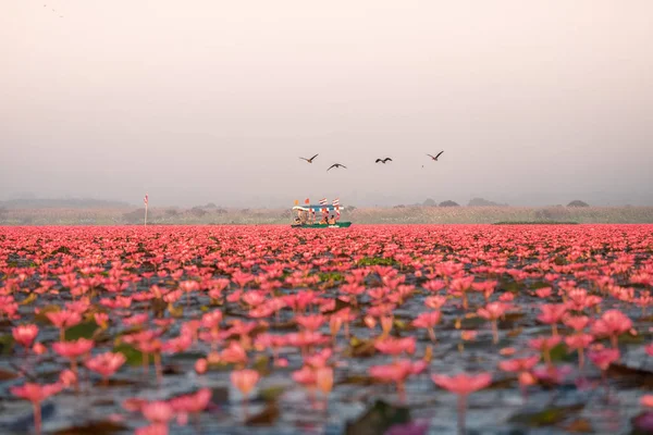Kırmızı Lotus Deniz Udonthani Tayland Kuzeydoğu Bölgesinde Yer Alan Ünlü — Stok fotoğraf