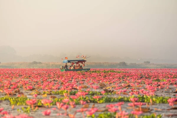 Kırmızı Lotus Deniz Udonthani Tayland Kuzeydoğu Bölgesinde Yer Alan Ünlü — Stok fotoğraf