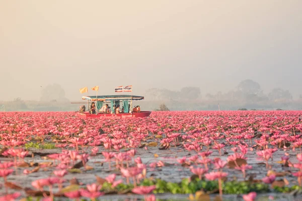 Kırmızı Lotus Deniz Udonthani Tayland Kuzeydoğu Bölgesinde Yer Alan Ünlü — Stok fotoğraf