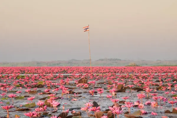 Kırmızı Lotus Deniz Udonthani Tayland Kuzeydoğu Bölgesinde Yer Alan Ünlü — Stok fotoğraf