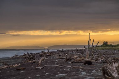 Hokitika sabah sahilde, ahşap birçok adet Plajı west coast Yeni Zelanda'nın Güney Adası '.