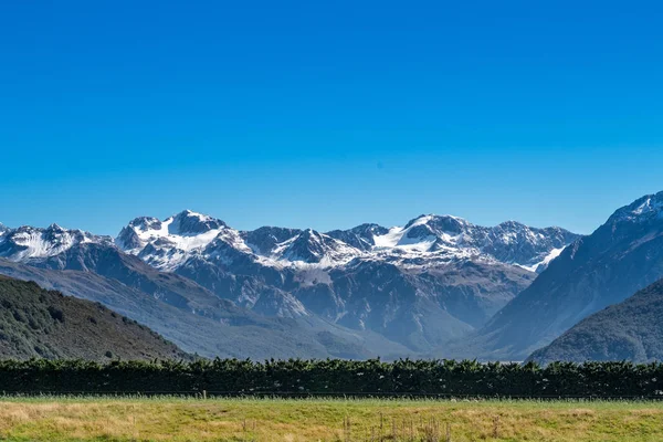 Fårskock Nya Zeeland Fåruppfödning Betydande Industri Nya Zeeland — Stockfoto