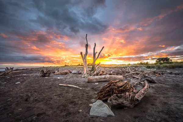 Hokitika Sabah Sahilde Ahşap Birçok Adet Plajı West Coast Yeni — Stok fotoğraf