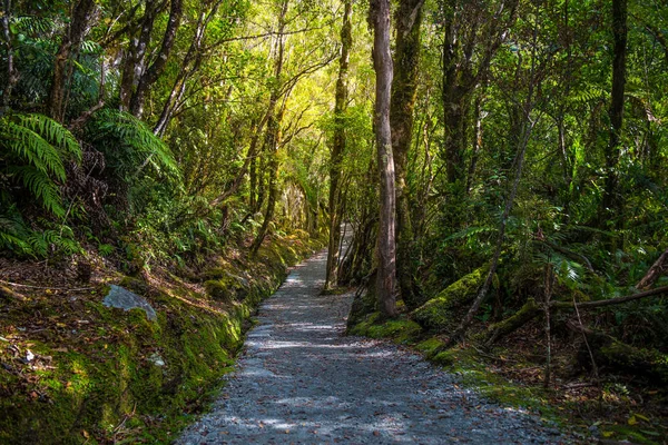 Bijhouden Franz Josef Glacier Gelegen Westland Tai Poutini National Park — Stockfoto