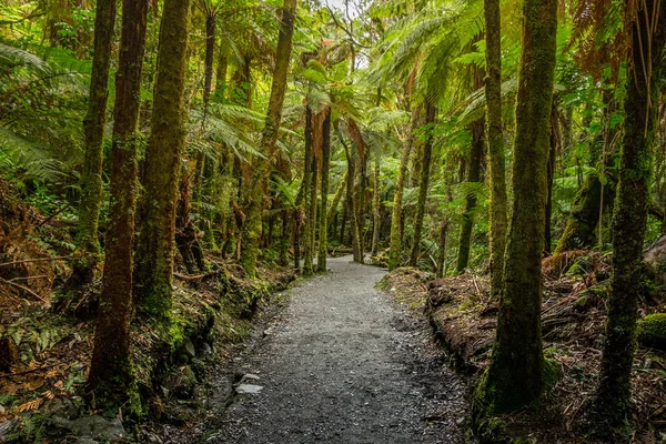 Göl Matheson izlemek. Fox Glacier içinde West Coast South Island, Yeni Zelanda yakınındaki bulun. Aoraki/Mount Cook ve Mount Tasman onun yansıyan görünümleri için ünlüdür.