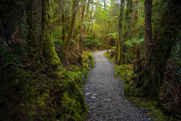 Bijhouden Lake Matheson Zoek Buurt Van Fox Gletsjer West Coast — Stockfoto