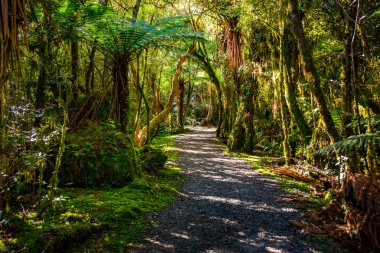 Parça için kükreyen Billy Falls, yer alan Mt. Aspiring Milli Parkı'nda, boyunca Haast pass karayolu üzerinde West Coast, Yeni Zelanda South Island