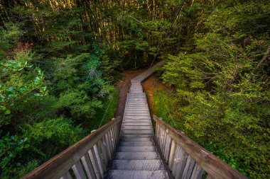 Mavi havuzları, Haast geçişinde en ünlü cazibe, izlemek. Yeni Zelanda South Island'da bulunan. Mavi havuzu parça devlet karayolu 6, Haast Pass Mount Aspiring Milli Parkı'nda kısa bir yürüyüş mesafesindedir