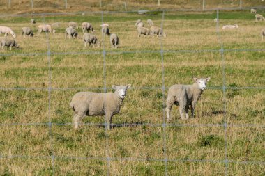 Koyun çayırda rahatlatıcı bir sürü. Yeni Zelanda'da önemli bir Sanayi Tarım koyundur.