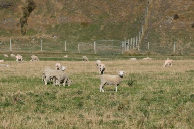 Koyun çayırda rahatlatıcı bir sürü. Yeni Zelanda'da önemli bir Sanayi Tarım koyundur.