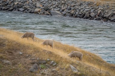 Koyun çayırda rahatlatıcı bir sürü. Yeni Zelanda'da önemli bir Sanayi Tarım koyundur.