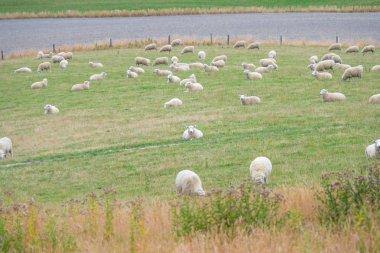 Koyun çayırda rahatlatıcı bir sürü. Yeni Zelanda'da önemli bir Sanayi Tarım koyundur.