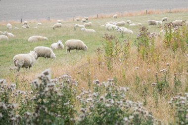 Koyun çayırda rahatlatıcı bir sürü. Yeni Zelanda'da önemli bir Sanayi Tarım koyundur.