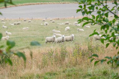 Koyun çayırda rahatlatıcı bir sürü. Yeni Zelanda'da önemli bir Sanayi Tarım koyundur.