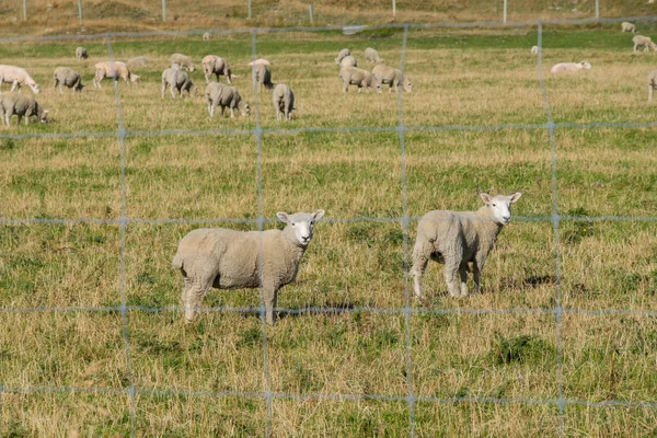 Flock Sheep Relaxing Meadow Sheep Farming Significant Industry New Zealand — Stock Photo, Image