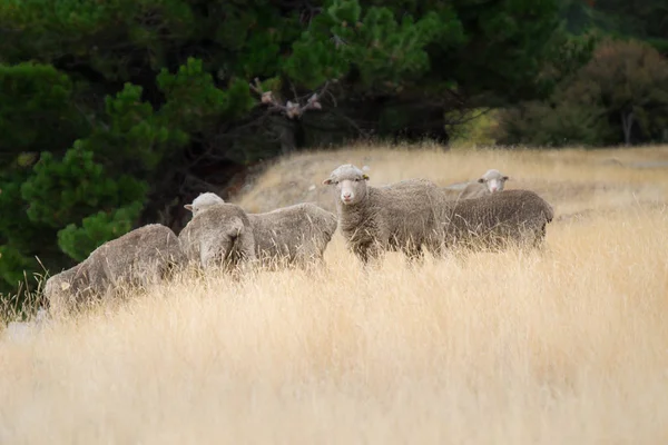 羊が牧草地でのんびりの群れ 牧羊はニュージーランドの重要な産業 — ストック写真