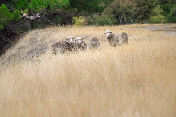 Стая Овец Отдыхает Лугу Овцеводство Является Важной Отраслью Новой Зеландии — стоковое фото