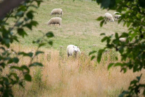 Schafherden Entspannen Sich Auf Der Weide Schafzucht Ist Ein Bedeutender — Stockfoto