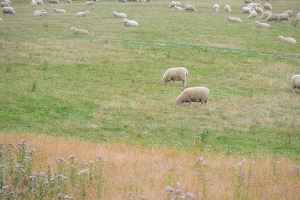 羊群在草地上放松 绵羊养殖在新西兰是一个重要的产业 — 图库照片