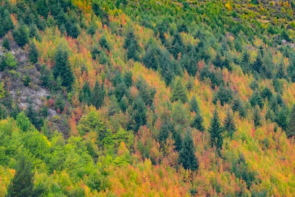 Foglie Autunnali Colorate Intorno Arrowtown Nuova Zelanda — Foto Stock