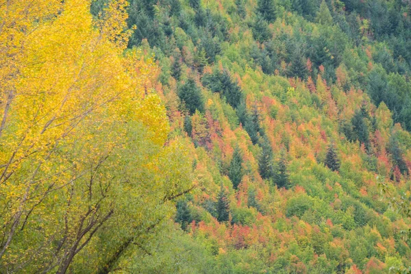 Renkli sonbahar yaprakları etrafında Arrowtown, Yeni Zelanda