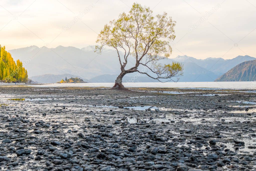 A solitary willow tree has grown up all alone on Lake Wanaka, New Zealand
