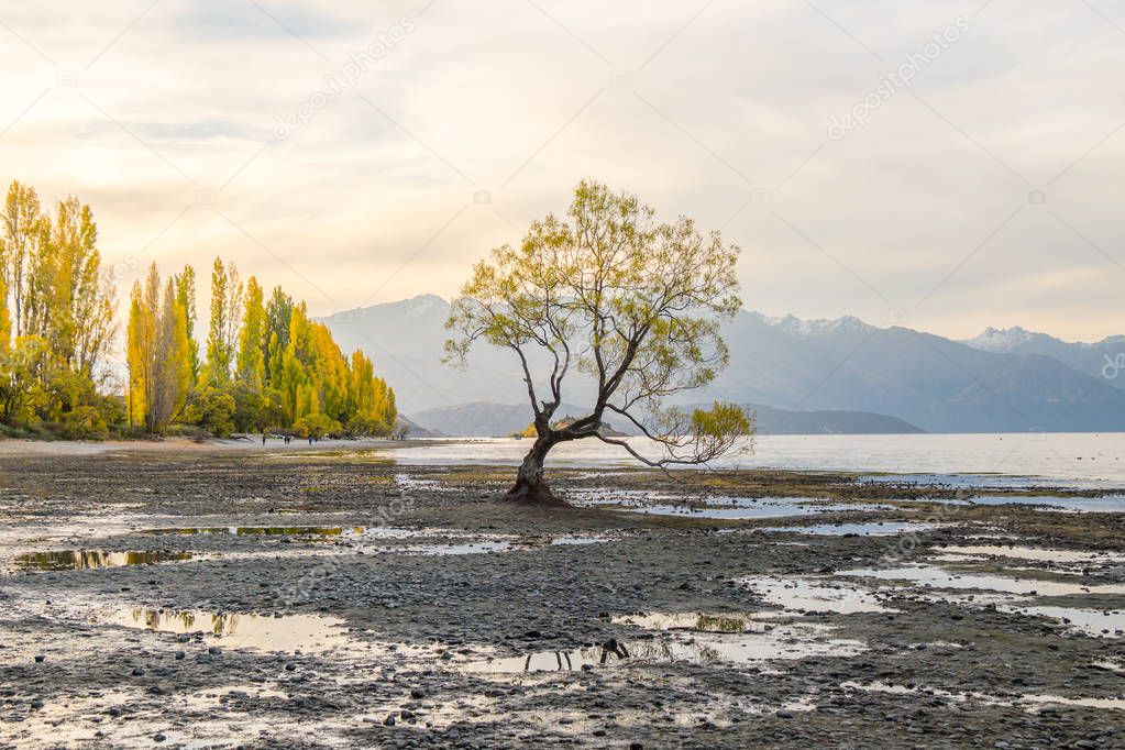 A solitary willow tree has grown up all alone on Lake Wanaka, New Zealand