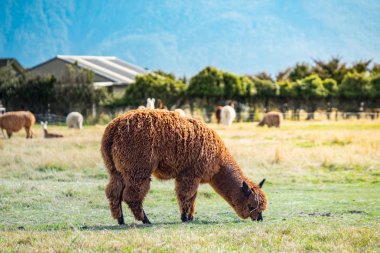 Rahatlatıcı ve mera Yeni Zelanda çevresinde cam alpaka