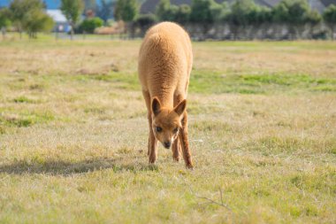 Rahatlatıcı ve mera Yeni Zelanda çevresinde cam alpaka